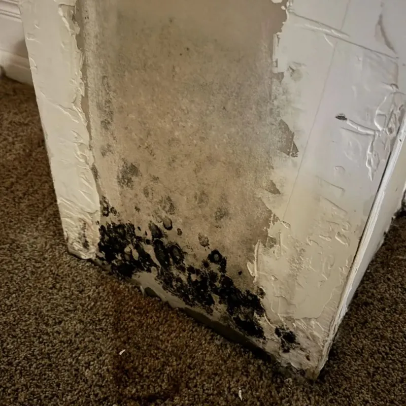 Professional Mold Removal in Crescent, OK